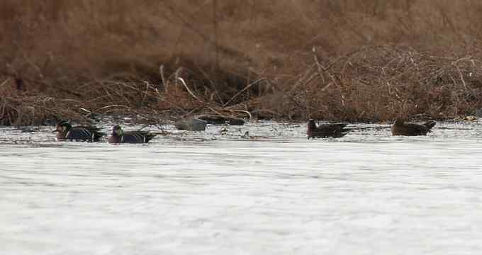小燕子穿花衣 小燕子穿花衣