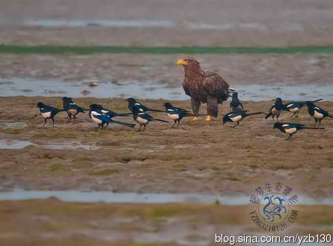 难忘断背山（组图，一个视频，20张图片）