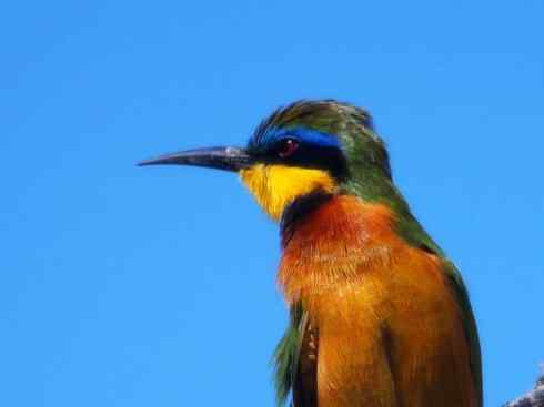 绝色攀禽：佛法僧目之蜂虎2