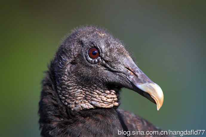 鸟雀肖像：黑美洲鹫