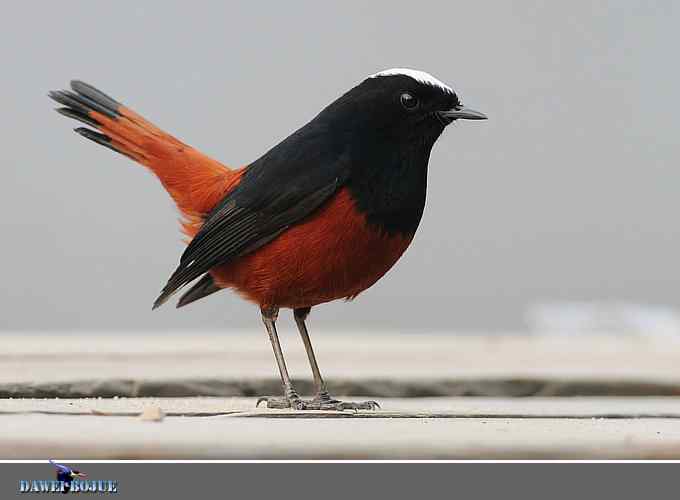 戴贝雷帽の白顶溪鸲