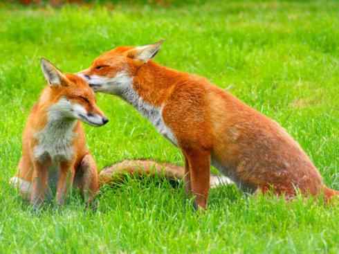 犬科:狐亚科狐属