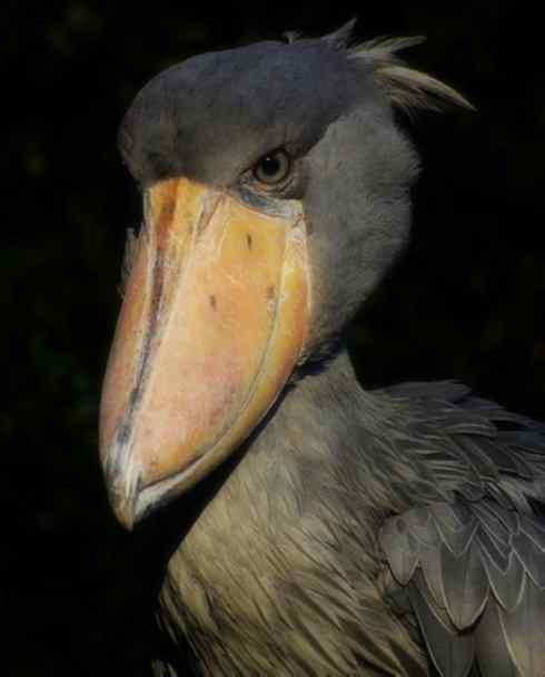 猎奇：奇特的鸟喙之一