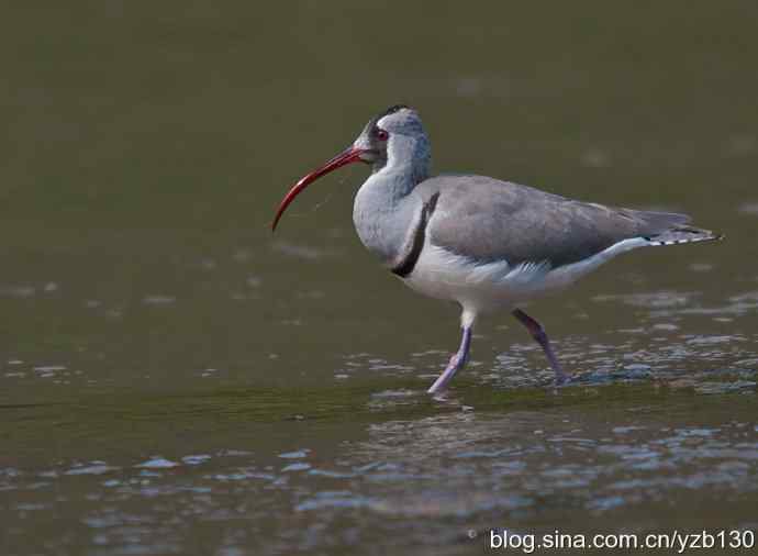 游白河峡谷，观鹮嘴鹬起落飞舞（组图，16张图片）