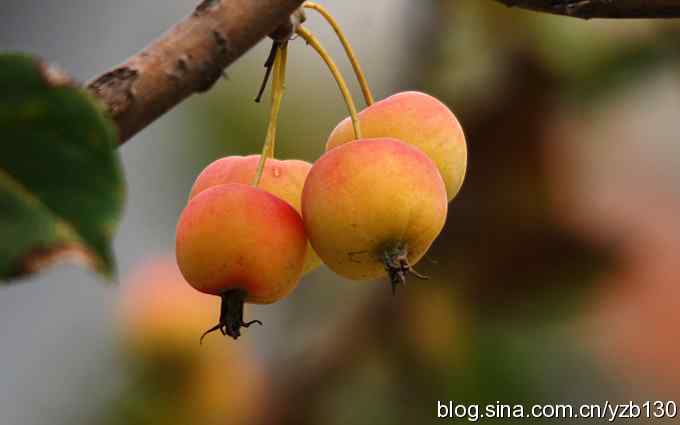 七里海周边鈥湻街酃扳澊蚰