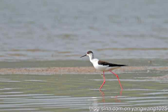 黑翅长脚鹬（7）