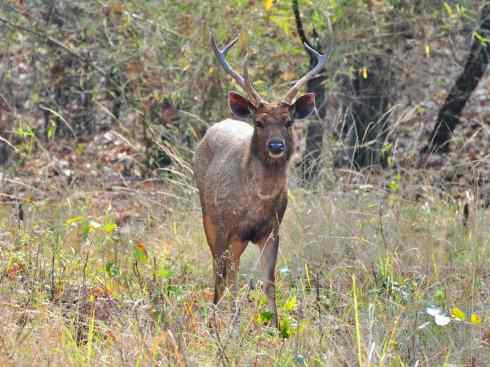 麒麟:传说的兽原型探秘(梅花鹿) 麒麟:传说的兽原型探秘(梅花鹿)