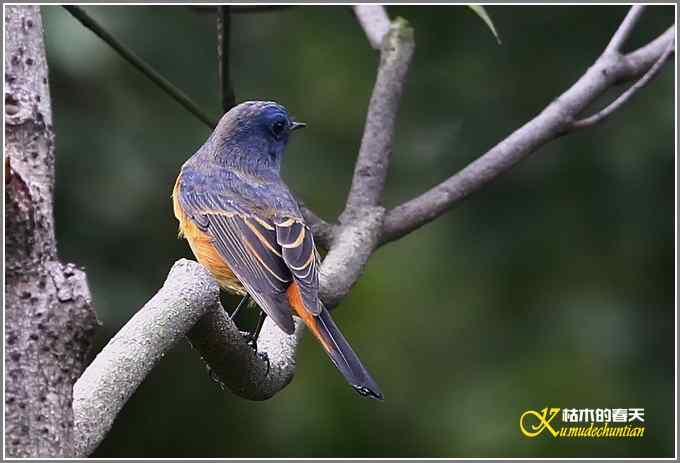 蓝额红尾鸲MM【照片】