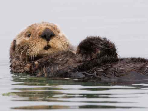 犬科:犬亚科犬属之郊狼、红狼 犬科:犬亚科犬属之郊狼、红狼