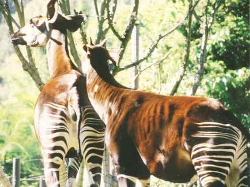 独角兽：传说的兽原型探秘（霍加狓）