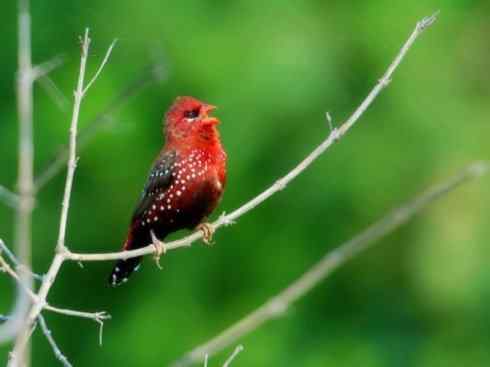 极品红色鸟类：红梅花雀