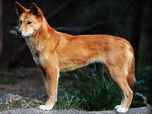 犬科：犬亚科犬属之澳洲野犬、歌唱犬、家犬