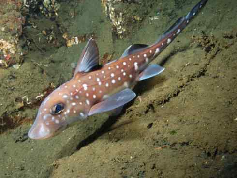 鱼类活化石：银鲛