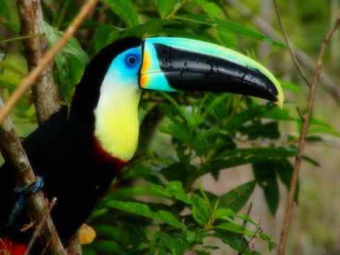 猎奇：十大奇异鸟类