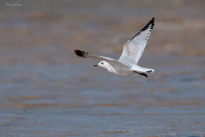 角百灵 wbr野鸭湖的一天