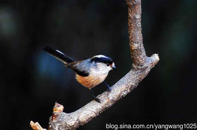 银喉长尾山雀（2）