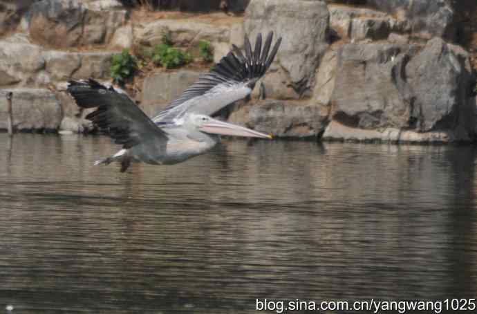 再拍大鹈鹕 wbr3 再拍大鹈鹕 wbr3