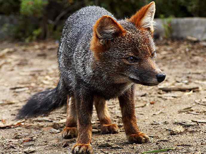 犬科：狐亚科伪狐属之阿根廷狐、山狐、达尔文狐