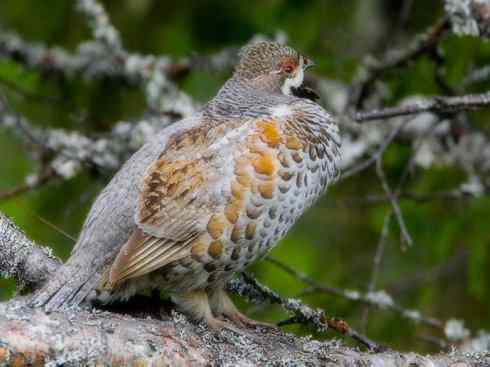 家禽驯化之源之十 家禽驯化之源之十