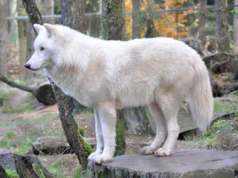 犬科：犬亚科犬属之灰狼