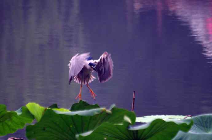 北海公园的夜鹭 wbr4