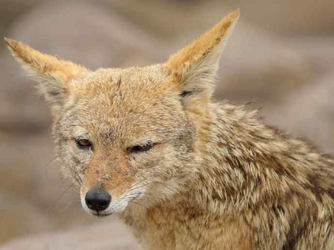 犬科：犬亚科犬属之金豺、黑背豺（胡狼类）