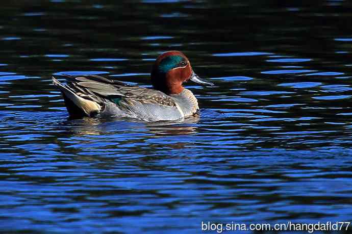 美洲绿翅鸭（2）