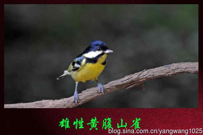 北京天坛公园的鸟类——雄性黄腹山雀