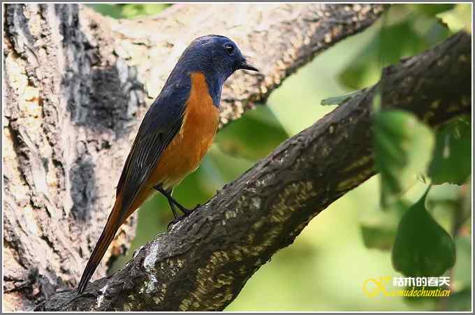 新鸟鈥溊抖詈煳拆垛潯菊掌
