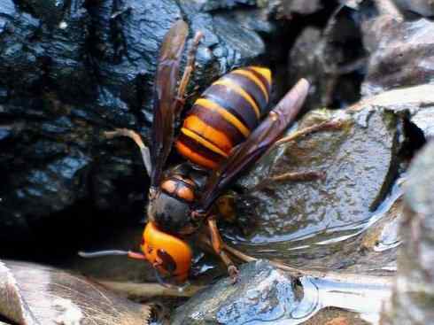 十大喜食蜂蜜动物：胡蜂