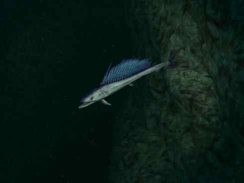 鱼类活化石：帆蜥鱼