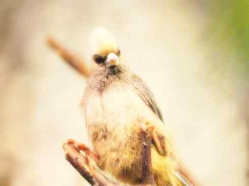 白头鸟系列：另类的美丽6