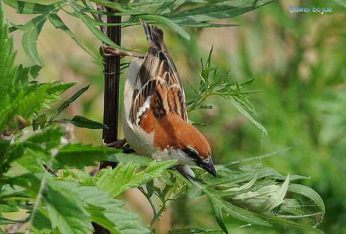 白河六月几只鸟　