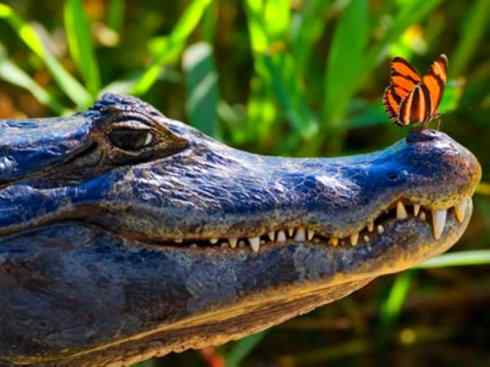 龙：传说的兽原型探秘（短吻鳄类）