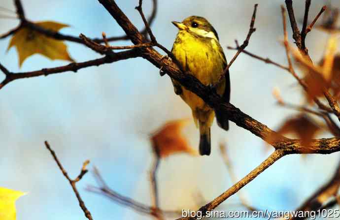 黄腹山雀(6) 黄腹山雀(6)
