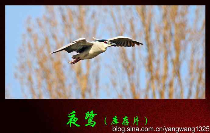 北京动物园的鸟类——夜鹭（库存片）