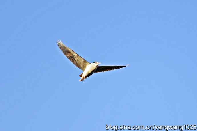 飞(夜鹭)79 飞(夜鹭)79