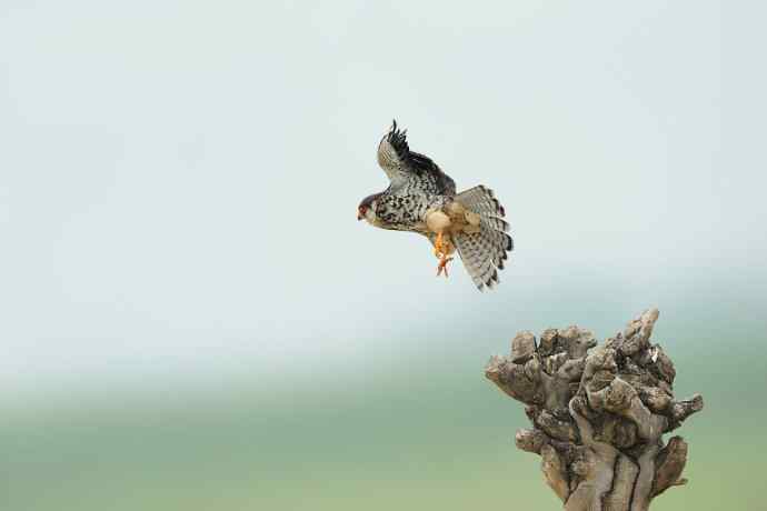 野鸭湖俏皮小隼与新宠白腹鹞