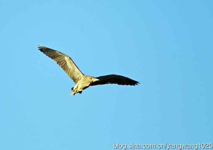 夜鹭MM的展示 wbr1