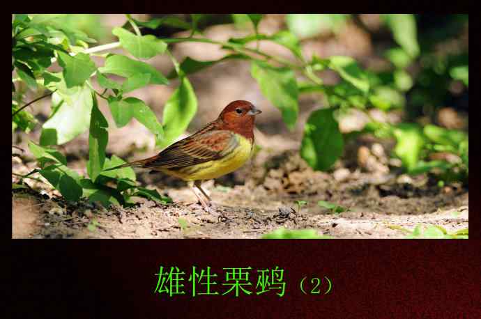 北京天坛公园的鸟类——雄性栗鹀(2)