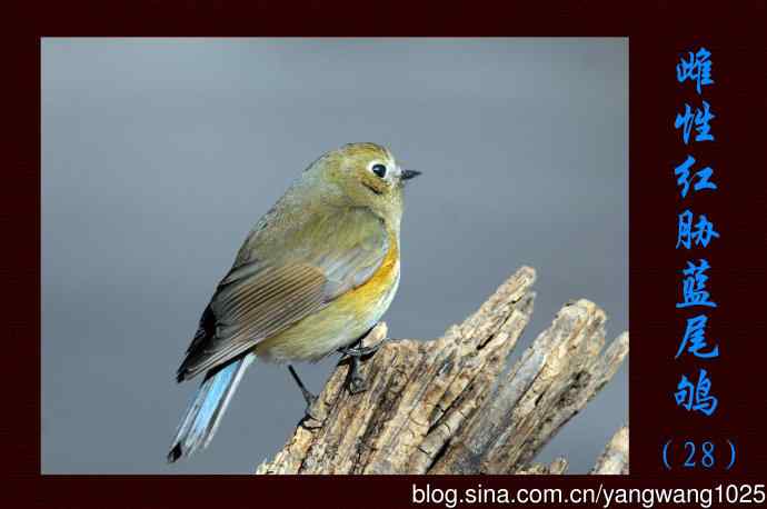 北京植物园的鸟类——雌性红胁蓝尾鸲（28）