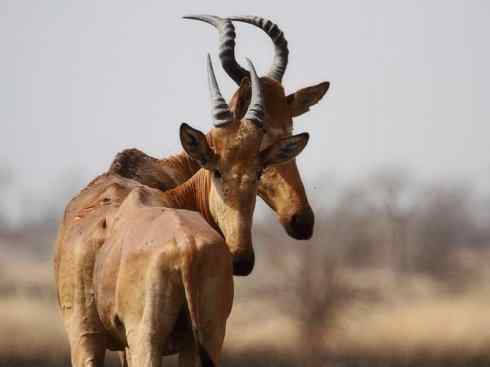 麒麟：传说的兽原型探秘（狷羚）