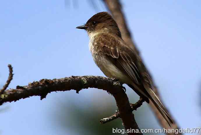 美国鸟类摄影——东菲比霸鹟