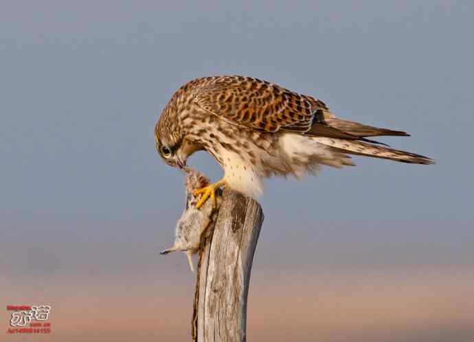 达里湖&nbsp;wbr路&nbsp;wbr红隼