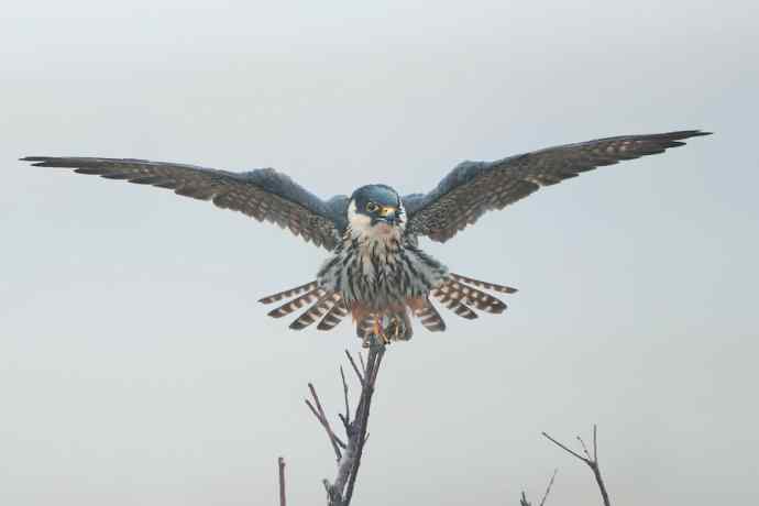 晾翅——雨后燕隼