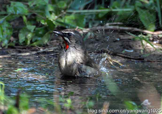 红喉歌鸲(雄性)续2 红喉歌鸲(雄性)续2