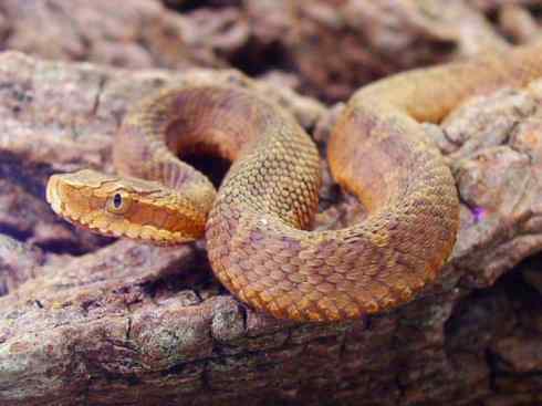 龙:传说的兽原型探秘(蝮蛇类) 龙:传说的兽原型探秘(蝮蛇类)