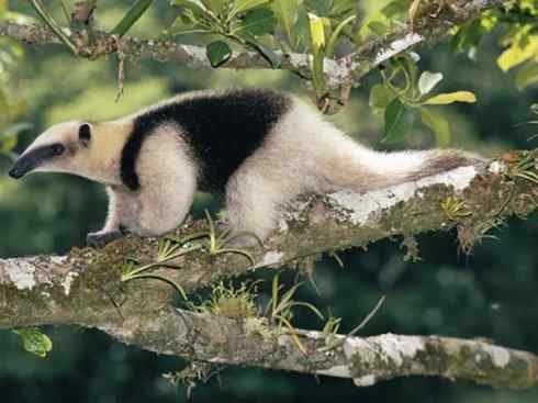 盘点十二大著名食蚁动物:食蚁兽 盘点十二大著名食蚁动物:食蚁兽