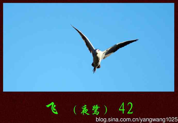 北京动物园的鸟类——飞(夜鹭)42