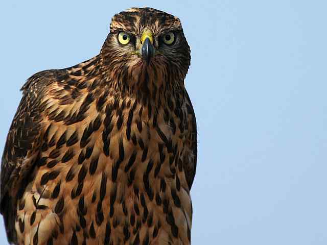 浅水湾观猛零距离